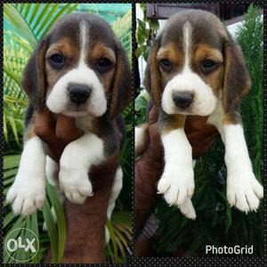 Top quality Beagle puppies male at  female