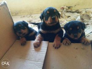 Top quality Rottweiler Puppies for sale
