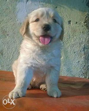 Top qulity Golden Retriever Puppy for sale
