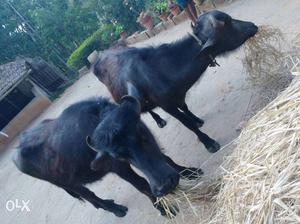 Two Black Buffalo