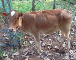 Vechoor Cow -9 Months old - Pure Breed - for sale