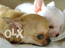 Very Small Breed (Chihuahua) for sell in Testify Pet Shop &