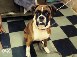 Want male boxer dog for mating purpose