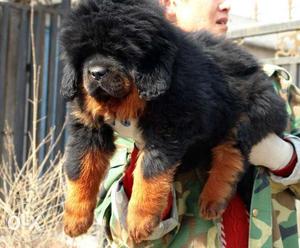 We best import quality Tibetan mastiff puppy sell for sons