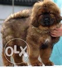 We heavy quality call me Tibetan mastiff puppy sell for sons
