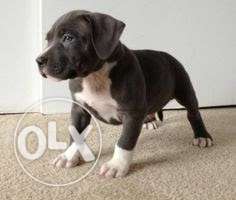 White And Black American Bully Puppy