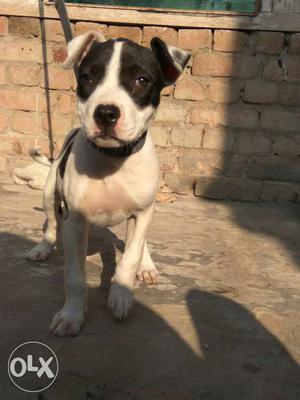 White And Black American Pit Bull Terrier Puppy