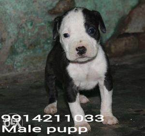 White And Black Pitbull Puppie