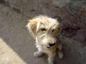 White And Brown Wirehaired Dog