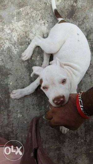 White And Tan America Pit Bull Terrier Puppy