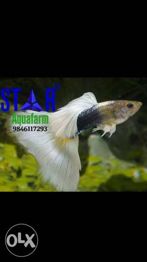 White Black And Silver Aquarium Fish