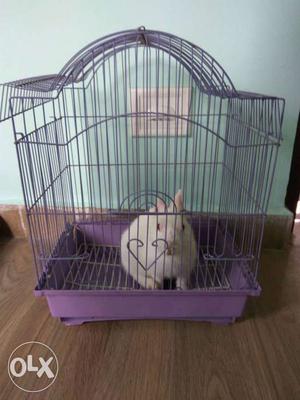 White Fur Rabbit With Purple Metal Kennel Wire