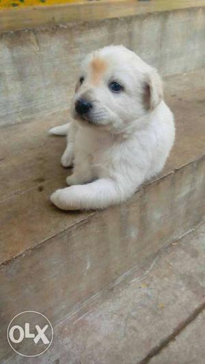 White Pameran female puppy 20 days