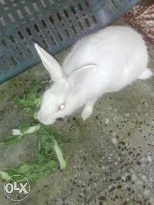 White Rabbit 3.5 month old