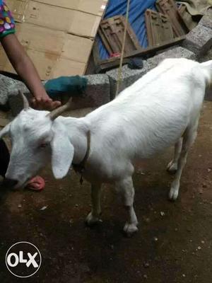 White Saanen Goat
