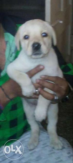 White Short Coat Puppy