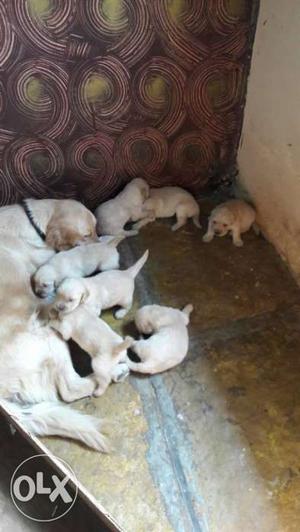 White Short Coated Dog And Litter Of Puppies