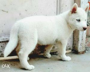 White Siberian husky fem puppy. blue eyes