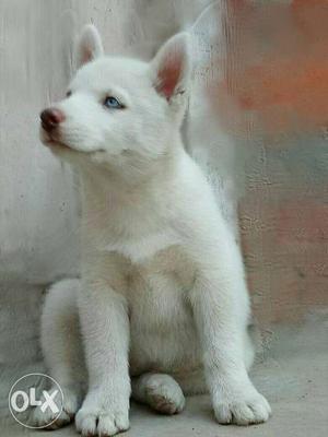 White Siberian husky fem puppy blue eyes avail