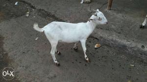 White barbari goat
