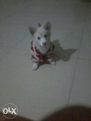 White pomarian puppy of 2 months