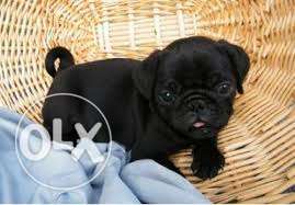 Wonderful Quality pug black female puppy Show Quality Heavy