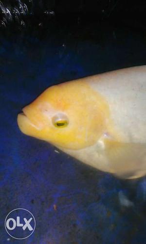 Yellow And White Fish