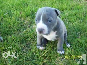 Youth-pet-kennel- And White American Pit Bull Terrier Puppy