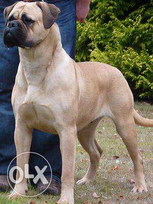 Youth-pet-kennel- BULL mastiff male and female with