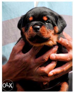 Youth-pet-kennel-Black And Brown Rottweiler Puppy