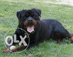 Youth-pet-kennel- Quality Rottweiler female puppy for sale