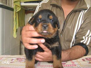 Youth-pet-kennel-in rottweiler puppies male female sell