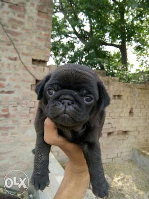 Z black Pug puppy available