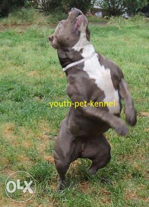 -youth-pet-kennel-Black And White American Pit Bull Terrier