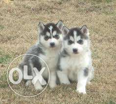 -youth-pet-kennel-in import Siberian Husky puppies the best