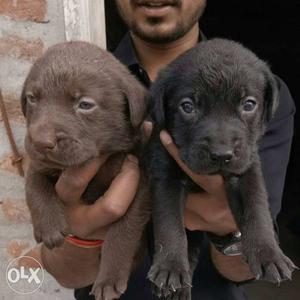 1 Chocolate And 1 Black Labrador Retriever Puppies