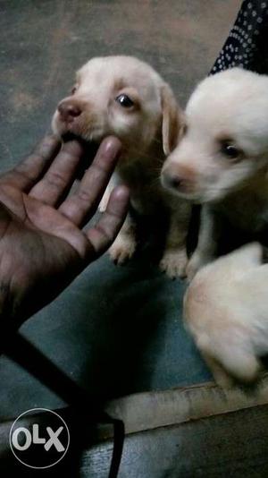 1 month lab male dog for sale immediately..