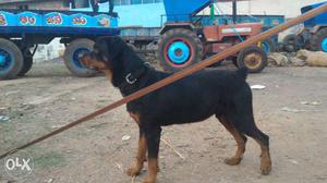 1 year old male Rottweiler very friendly
