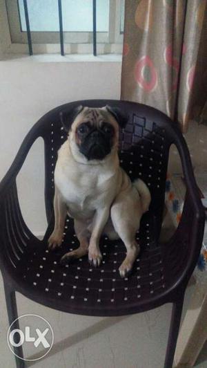 1 year old pug available