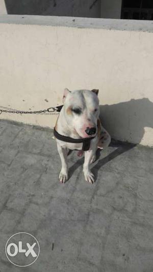 15month old indian pitbull sale newly croped her
