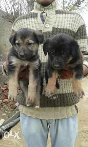2 Black And Brown Long Coat Puppies