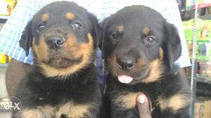 2 Black And Tan Rottweiler Puppies