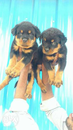 2 Black And Tan Short Coat Puppies