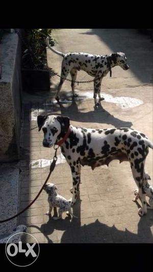 2 Black And White Dalmatian And 2 Dalmatian Puppies