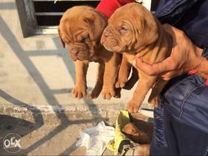 2 Brown Puppies