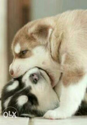 2 Siberian Husky Puppies
