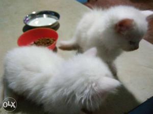 2 White Long Fur Kittens
