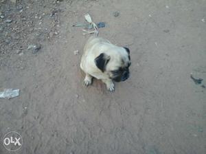 2 year old pug female for sale
