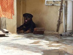 2 years male rottweiler dog for sales with kci certificate