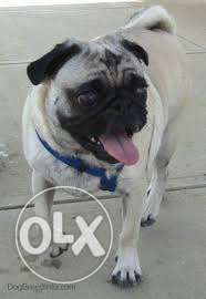 2 years old pug male dog for sale fully trained
